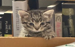 Mixed Breed cats for sale: Last female tabby Ready to go  - Advert 1