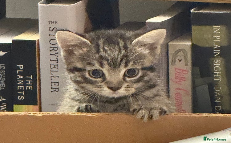 Mixed Breed cats - Advert 14
