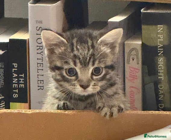 Mixed Breed cats - Advert 13