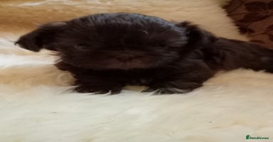Shih Tzu dogs - Advert 9