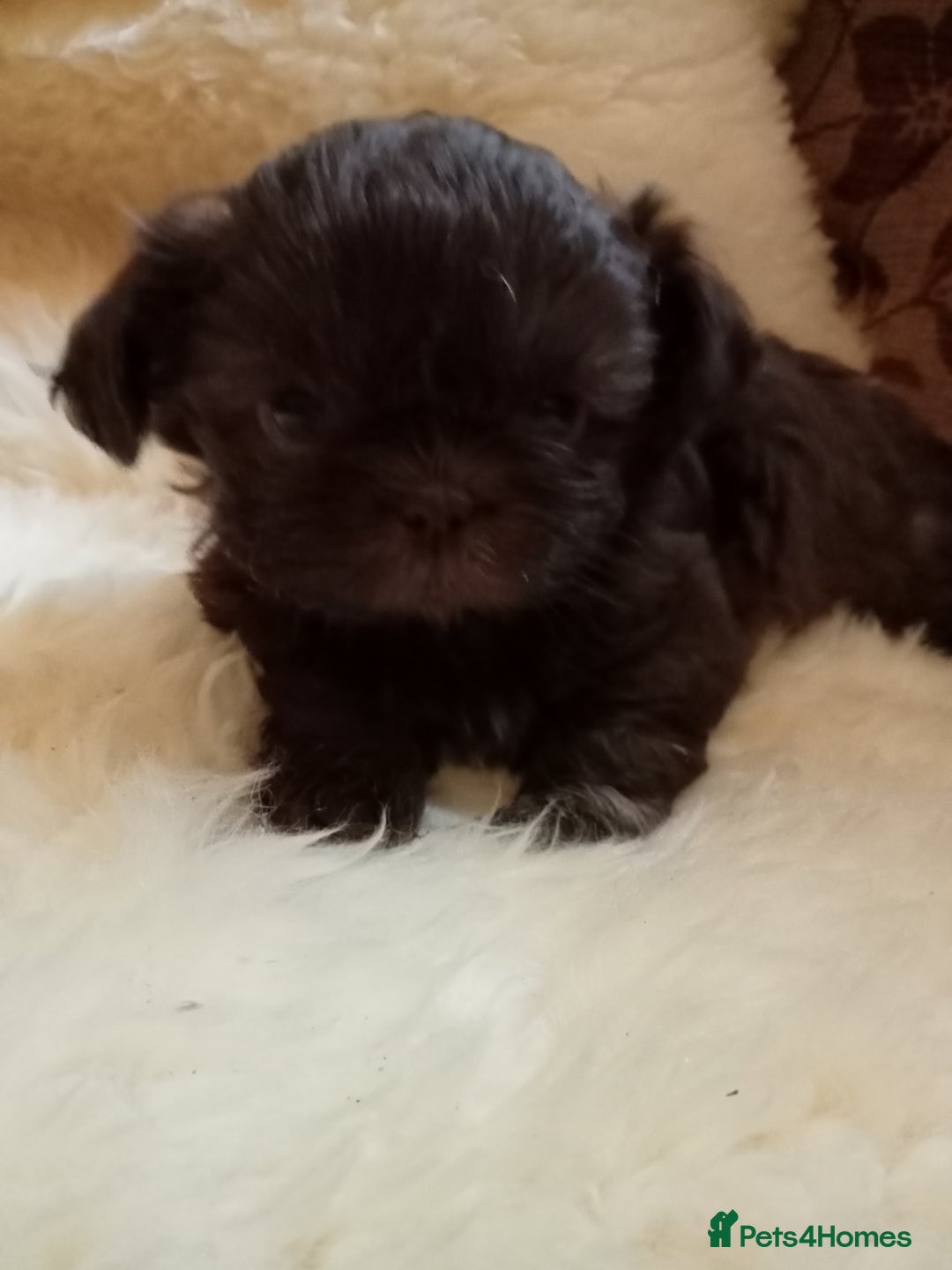 Shih Tzu dogs for sale: Shih Tzu pups for sale - Image 2