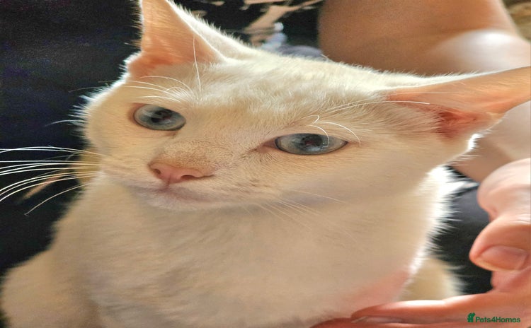 Turkish Angora cats - Advert 9