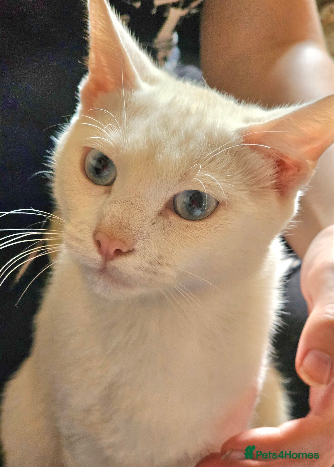 Turkish Angora cats for sale: Turkish Angora kittens  - Image 1