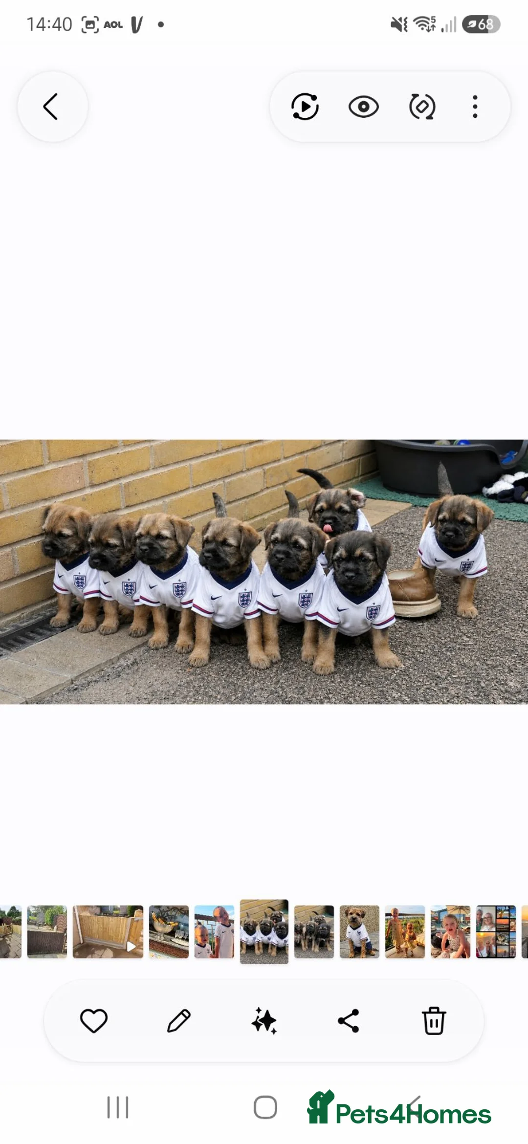 Border Terrier dogs for sale: 10 wk old Border Terrier Dog Puppy  - Advert 6