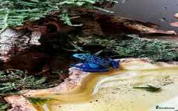 Frog reptiles for sale: 🩵🩵BLUE FROGS FOR SALE 🩵🩵 - Image 5