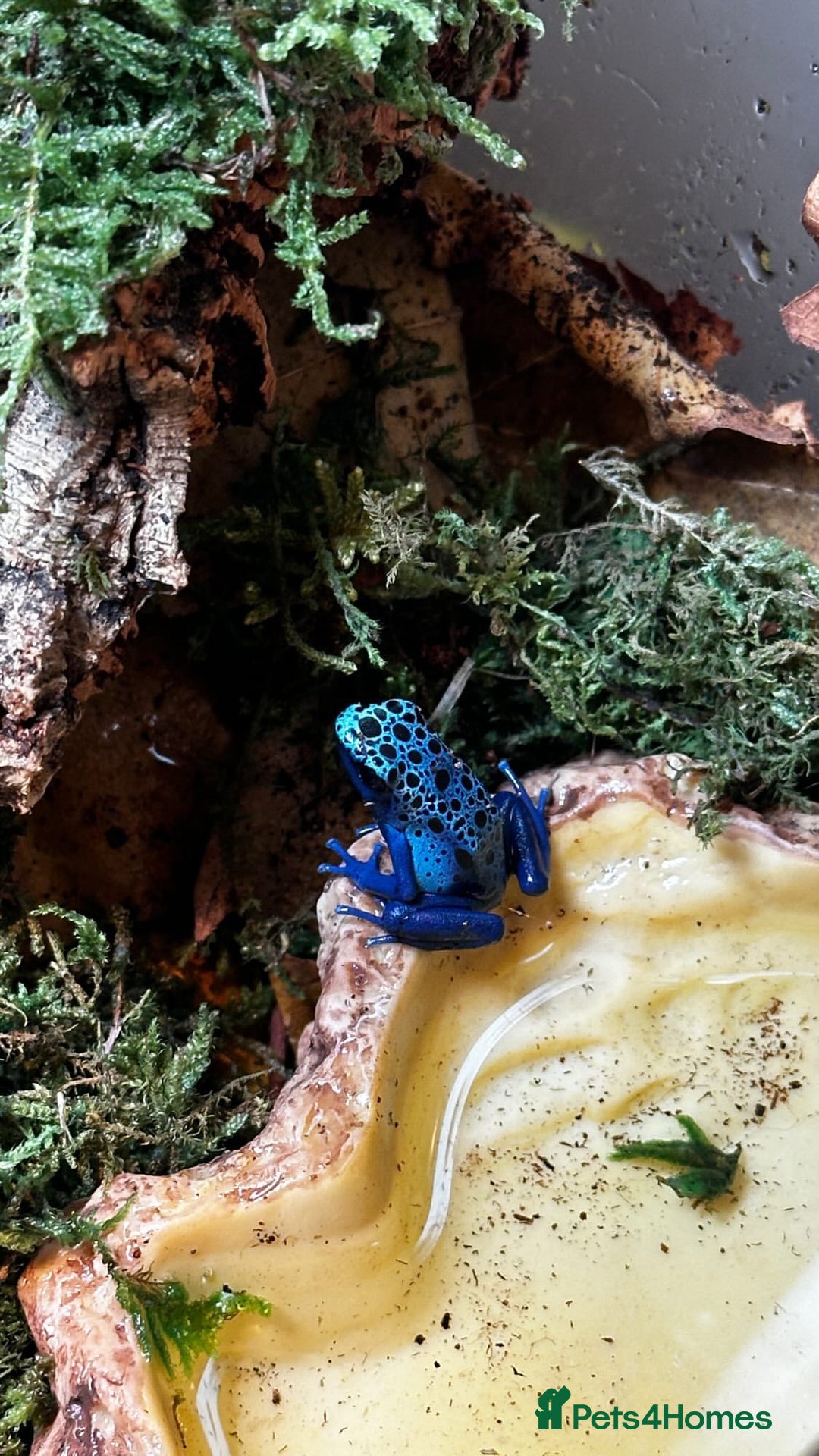 Frog reptiles for sale: 🩵🩵BLUE FROGS FOR SALE 🩵🩵 - Image 5