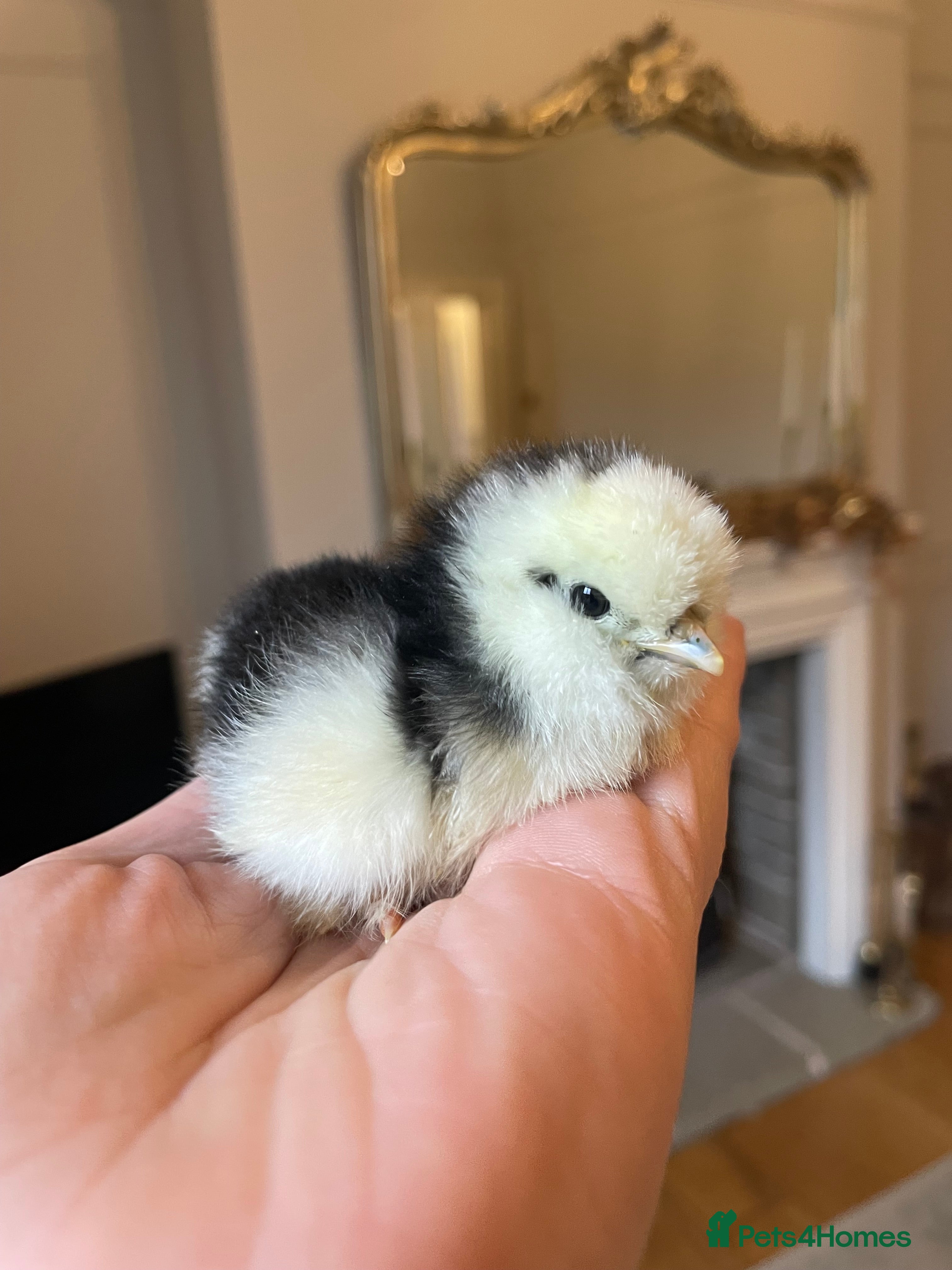 Chickens poultry 🤍Day old USA Silkies 🤍 - Advert 12