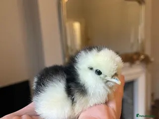 Chickens poultry 🤍Day old USA Silkies 🤍 - Advert 12