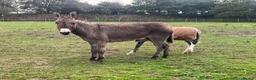 Donkey livestock for sale: Meet Maggie- a truly special Jenny donkey in foal  - Advert 5