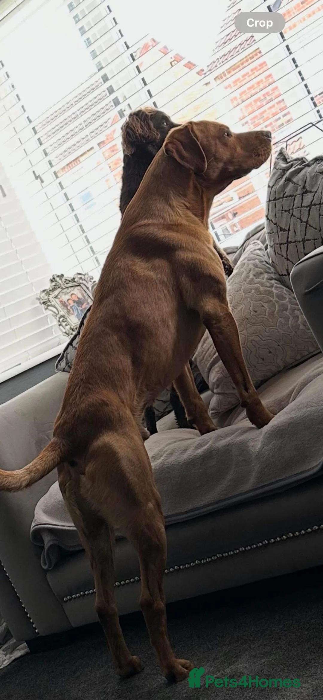 Labrador Retriever dogs for stud: Red fox Labrador for stud (Ralph) - Advert 4