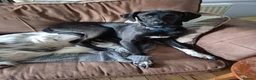 Mixed Breed dogs for adoption: LEBBY - Advert 5