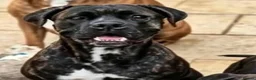 Cane Corso dogs for sale: 🐾 5 BEAUTIFUL CANE CORSO PUPPIES • 5 MONTHS in Swindon - Advert 1