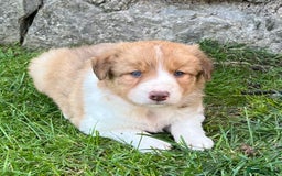Border Collie dogs for sale: Beautiful border collie puppies for sale  - Image 7