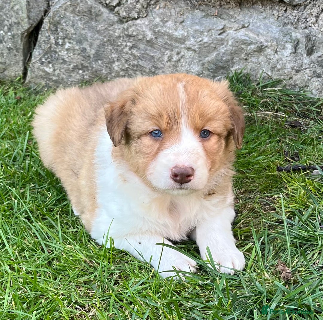Border Collie dogs for sale: Beautiful border collie puppies for sale  - Image 7