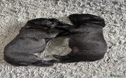 Labrador Retriever dogs for sale: Stunning litter of chunky black Labradors - Advert 6