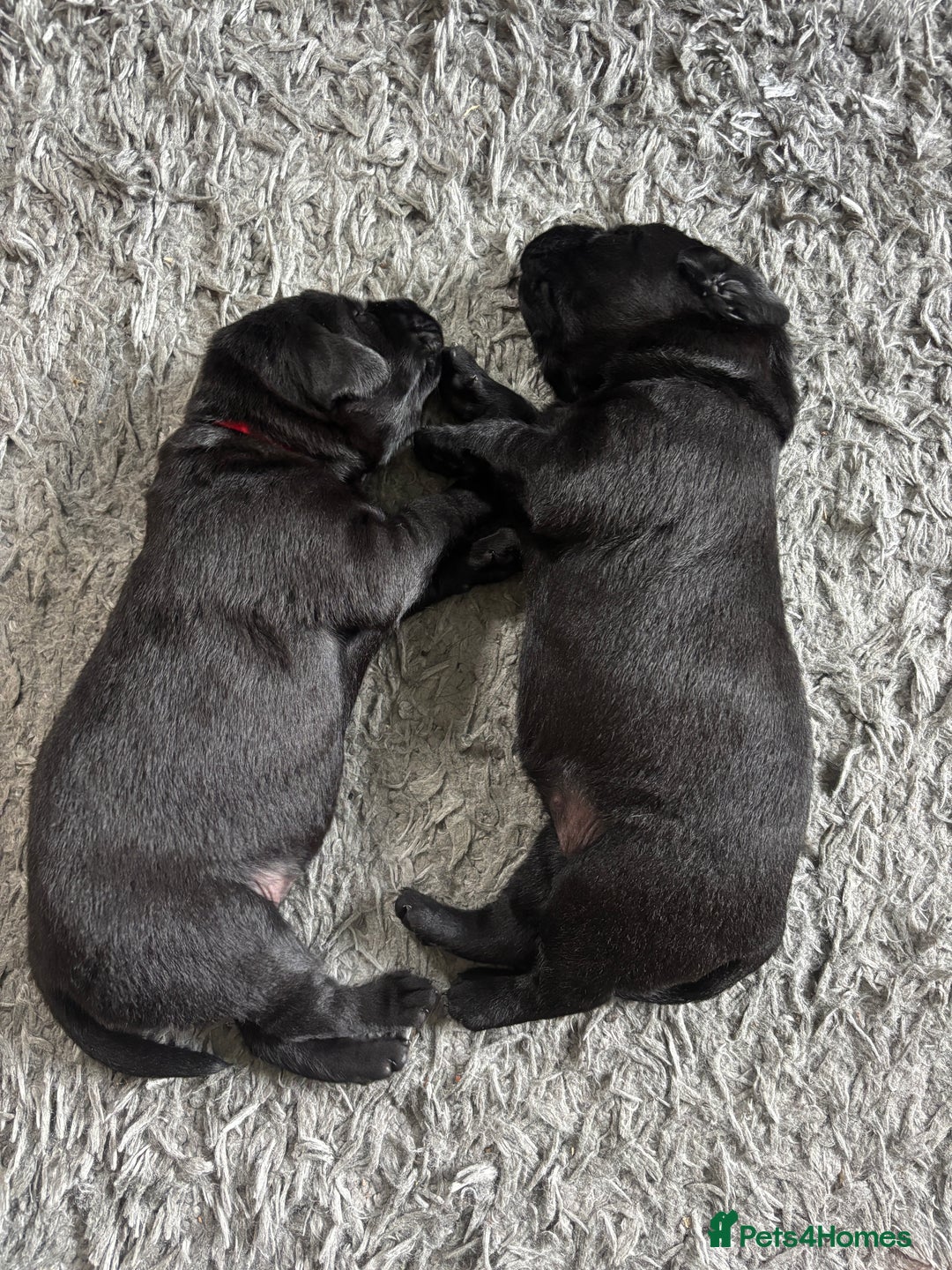 Labrador Retriever dogs for sale: Stunning litter of chunky black Labradors - Advert 6