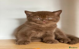 British Longhair cats for sale: Excellent show class kittens  - Image 1