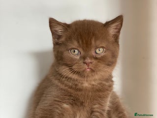 British Longhair cats - Advert 14