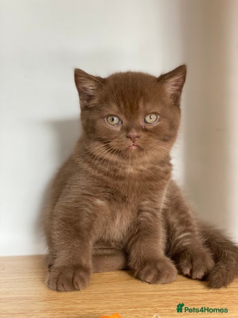 British Longhair cats - Advert 13
