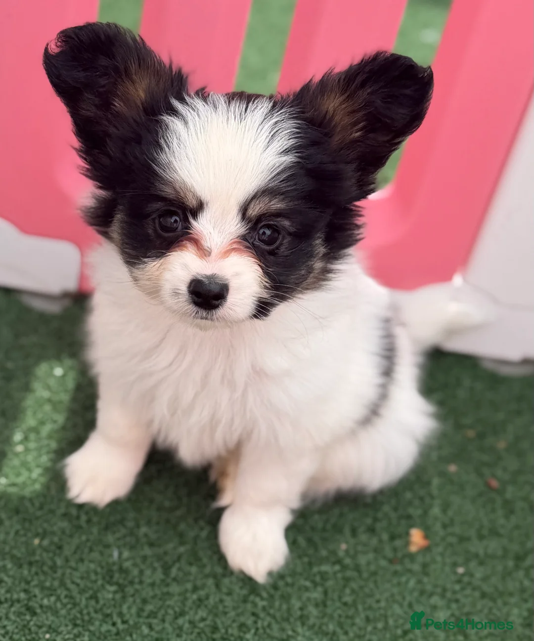 Papillon dogs for sale: Beautiful Pedigree Papillon Puppies in Stourport-on-Severn - Advert 2