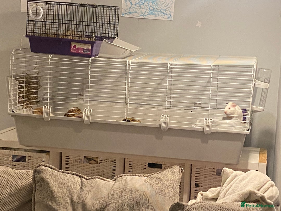 Guinea Pig rodents for sale: 2 guineapigs female with cage - Advert 2