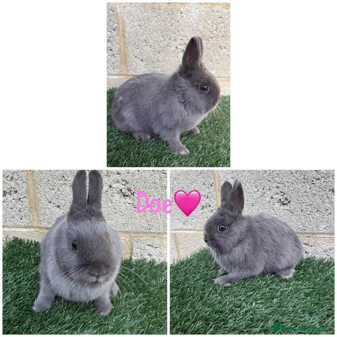 Netherland Dwarf rabbits for sale: Pure breed Netherlands dwarf females  - Advert 3