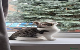 Domestic Shorthair cats for sale: Cute Domestic short hair Kitten, 5 Months Old  - Image 6