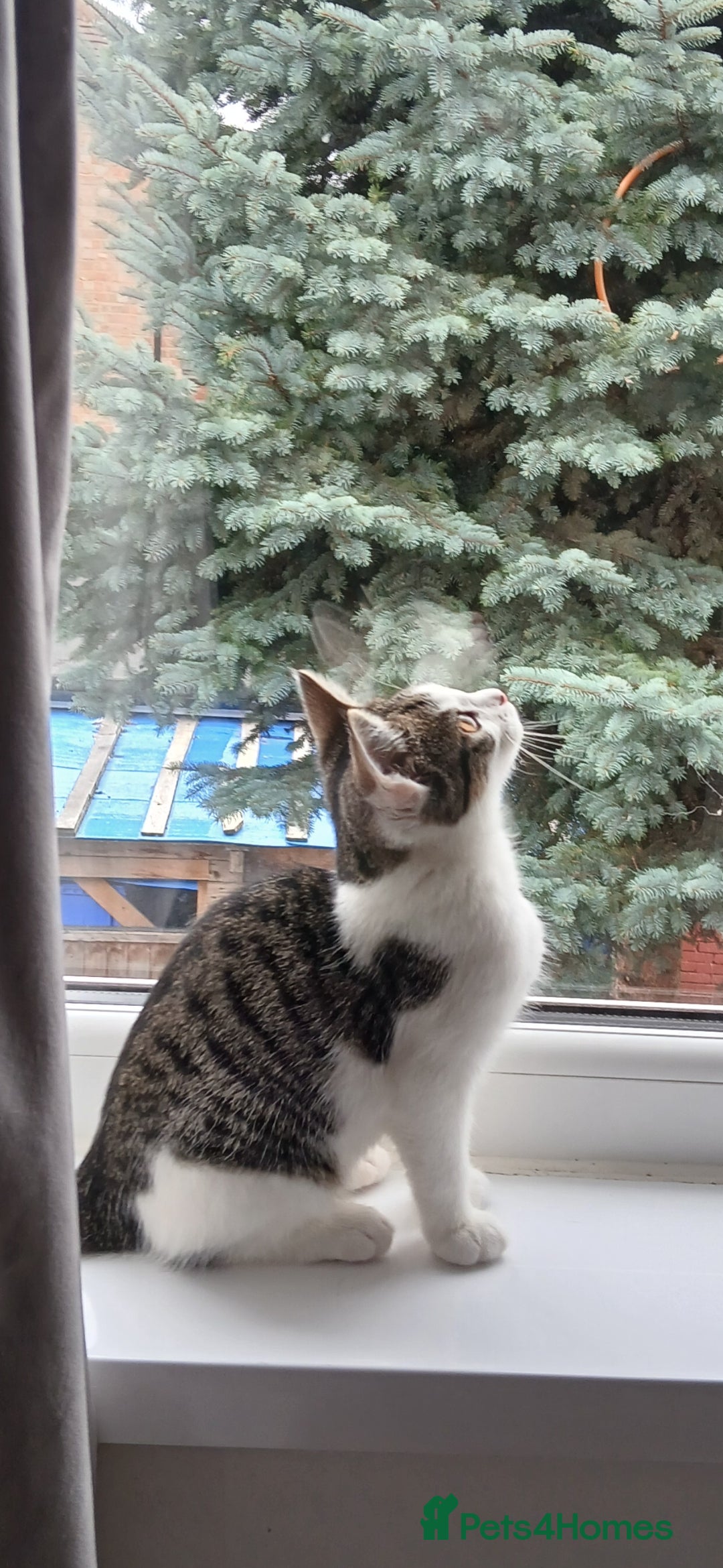 Domestic Shorthair cats for sale: Cute Domestic short hair Kitten, 5 Months Old  - Image 6