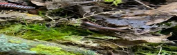 Millipedes invertebrates for sale: Atopochetus dollfusi, Rainbow Millipede Juveniles - Advert 4