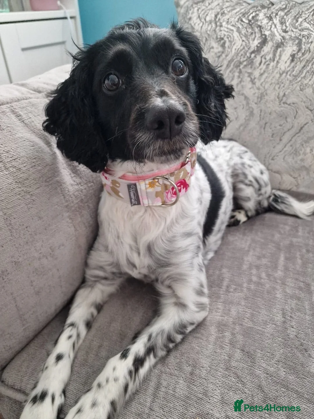 Mixed Breed dogs for sale: Lovely lady looking for a forever home  - Advert 1
