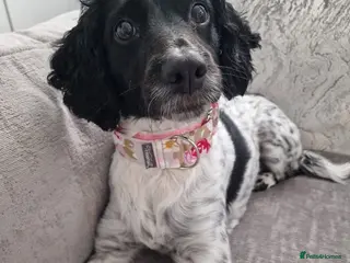 Mixed Breed dogs Lovely lady looking for a forever home - Advert 6