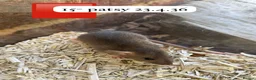 Rat rodents for sale: Beautiful full size and dwarf rats  - Advert 17