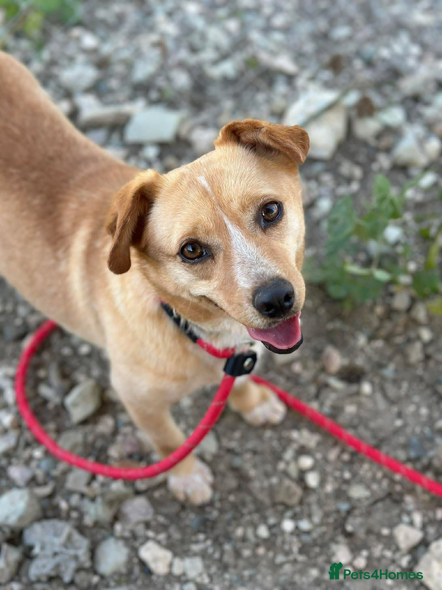 Mixed Breed dogs Klara, Gentle Girl Looking for a Patient Home - Advert 2
