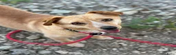 Mixed Breed dogs for adoption: Klara, could you be her special person ❤️ - Advert 20