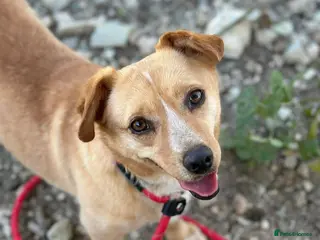 Mixed Breed dogs Klara, Gentle Girl Looking for a Patient Home - Advert 1