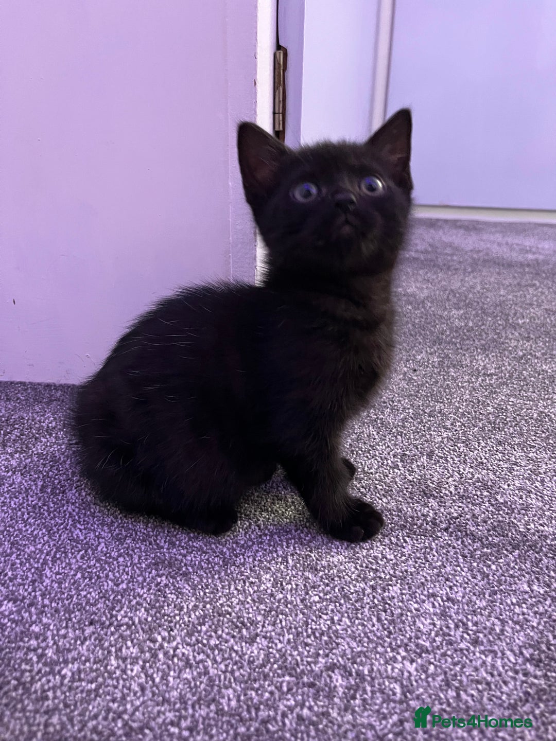 Mixed Breed cats for sale: 6 kittens for sale - Image 9