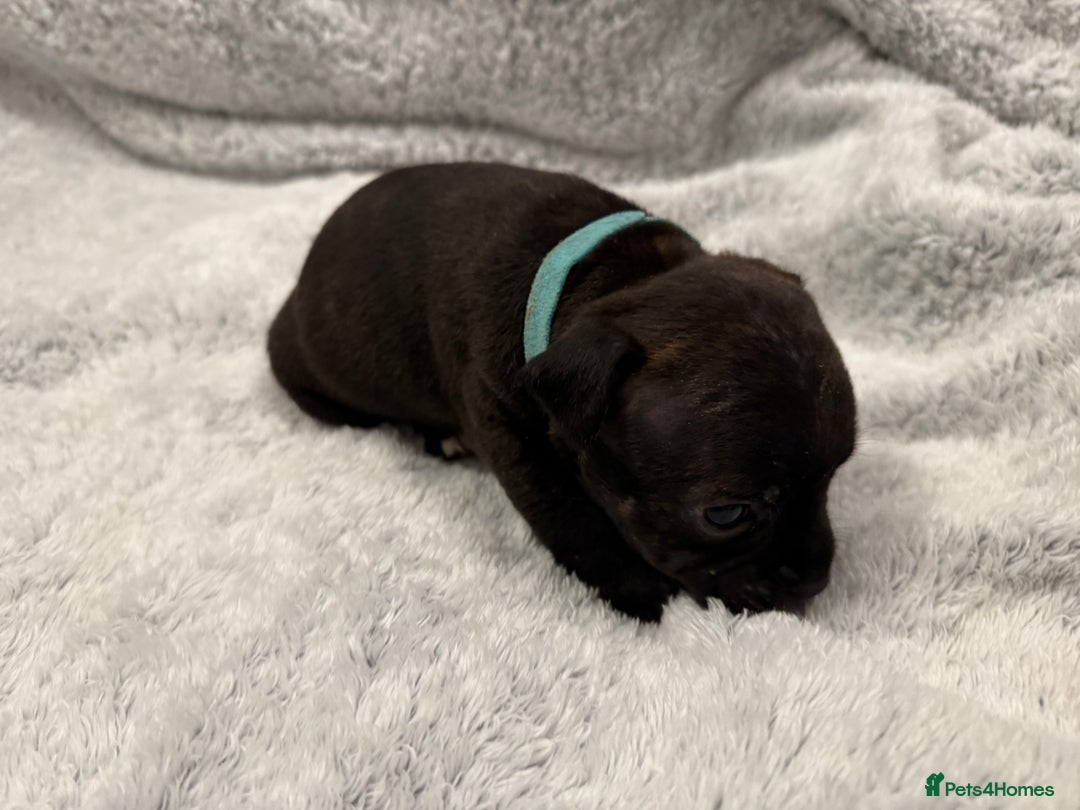 Staffordshire Bull Terrier dogs for sale: KC Staffordshire bull terrier puppies  - Advert 9