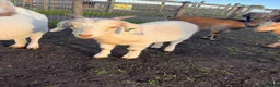 Pig livestock for sale: Baby goats looking for a new home  in Matlock - Advert 5