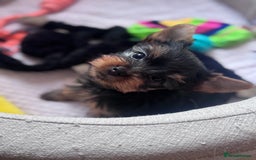 Yorkshire Terrier dogs for sale: Last girl ready🥰 Pedigree Yorkshire Terrier Puppy - Image 22