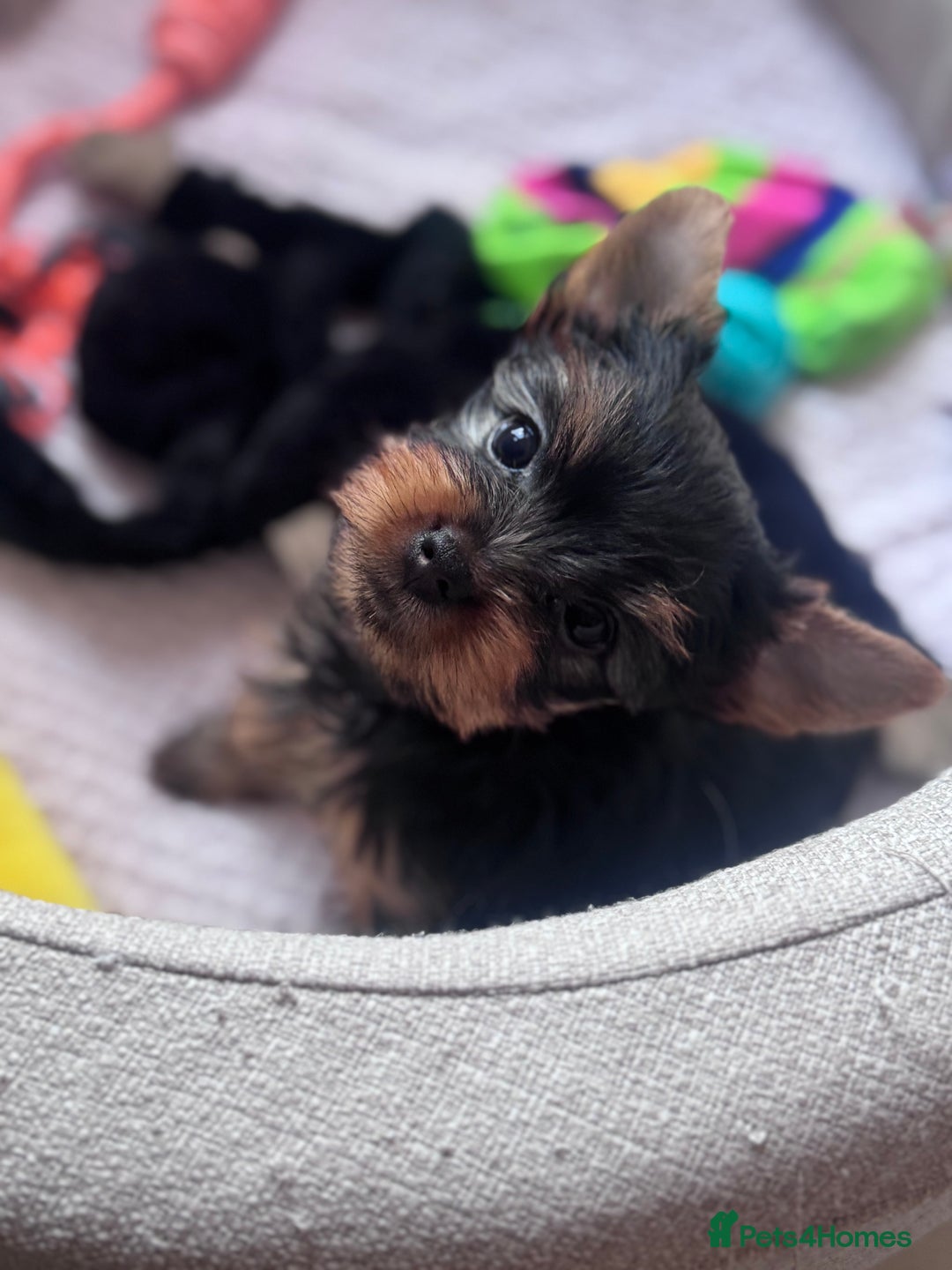 Yorkshire Terrier dogs for sale: Last girl ready🥰 Pedigree Yorkshire Terrier Puppy - Image 22