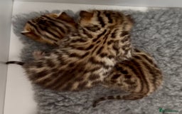Bengal cats for sale: Exceptional show quality Brown TICA registered 🥰 - Image 25