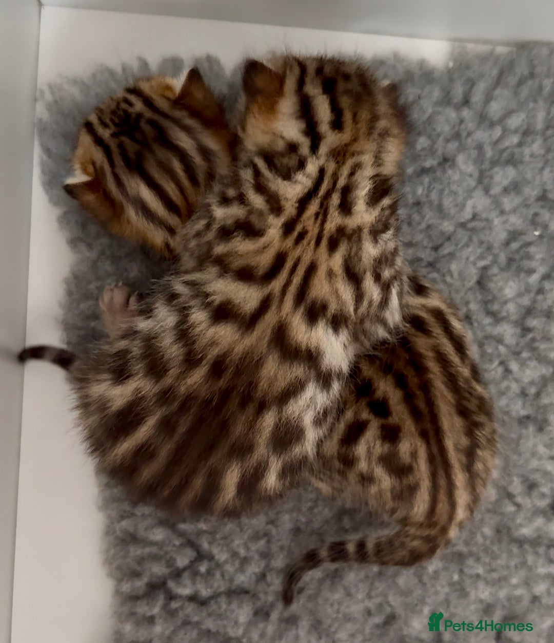 Bengal cats for sale: Exceptional show quality Brown TICA registered 🥰 - Image 25