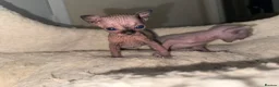 Siberian cats for sale: Siberian and sphynx - Advert 3