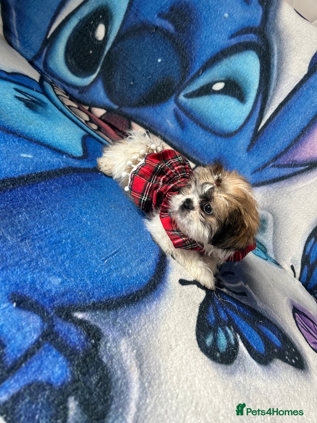 Shih Tzu dogs for sale: Beautiful shih Tzu puppies - Image 23