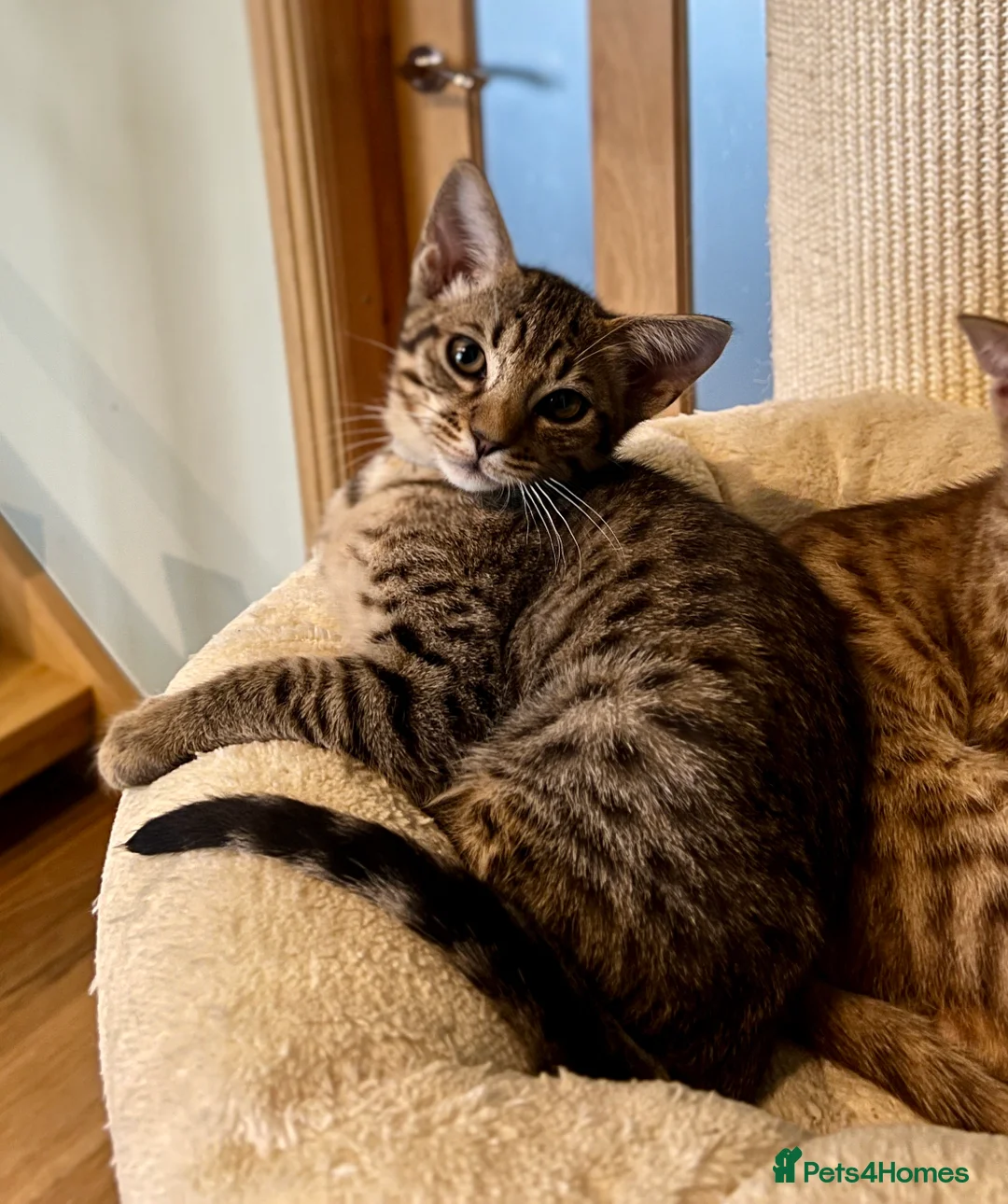 Ocicat cats for sale: Two delightful Ocicat boys available - Advert 8