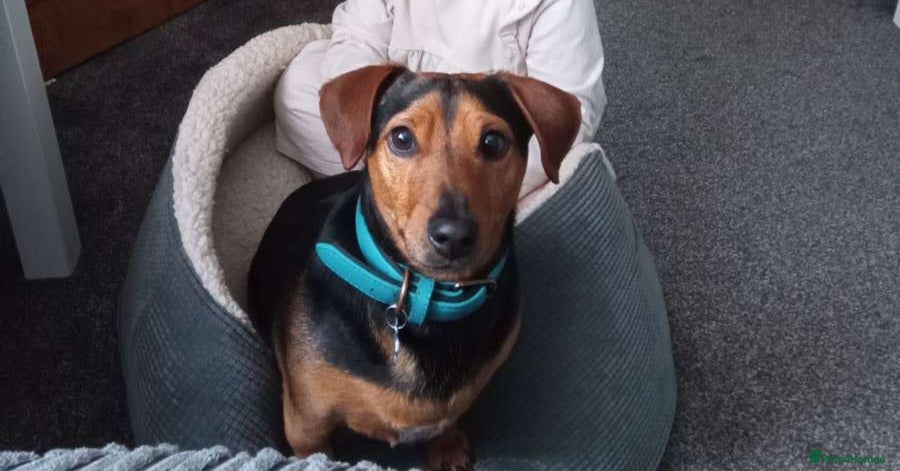 Mixed Breed dogs Woody - Advert 1