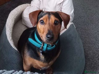 Mixed Breed dogs Woody - Advert 1