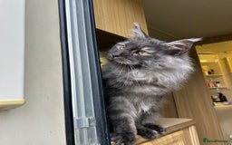 Maine Coon cats for sale: Maine coon  - Image 8