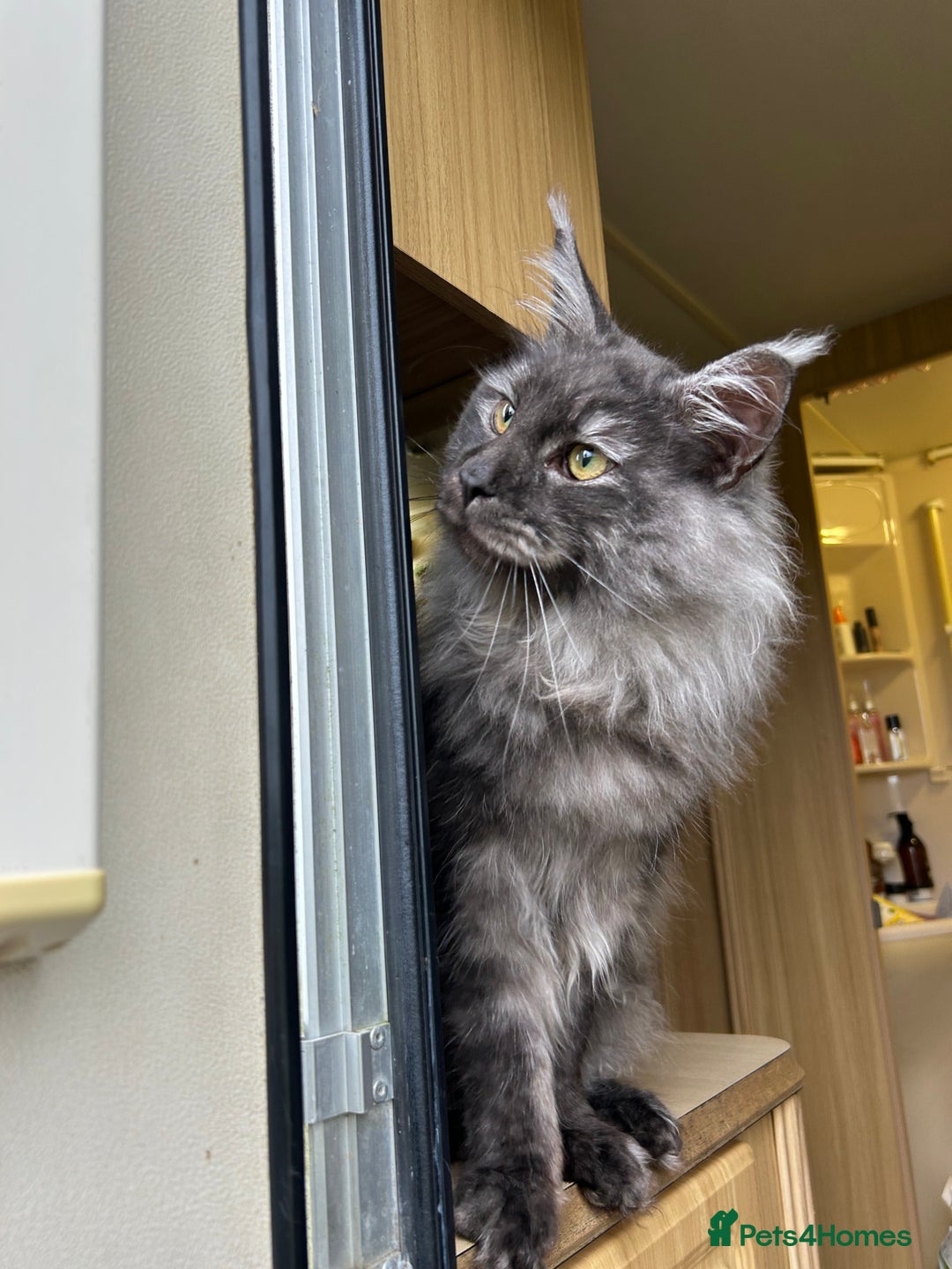 Maine Coon cats for sale: Maine coon  - Image 8