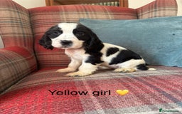 Cocker Spaniel dogs for sale: KC registered, health tested, show type puppies  - Image 1